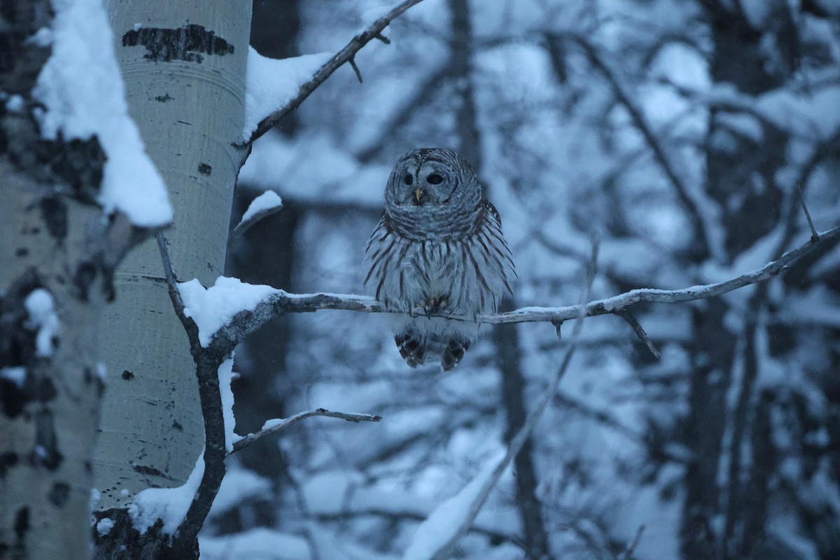 Barred Owl - ML638747518