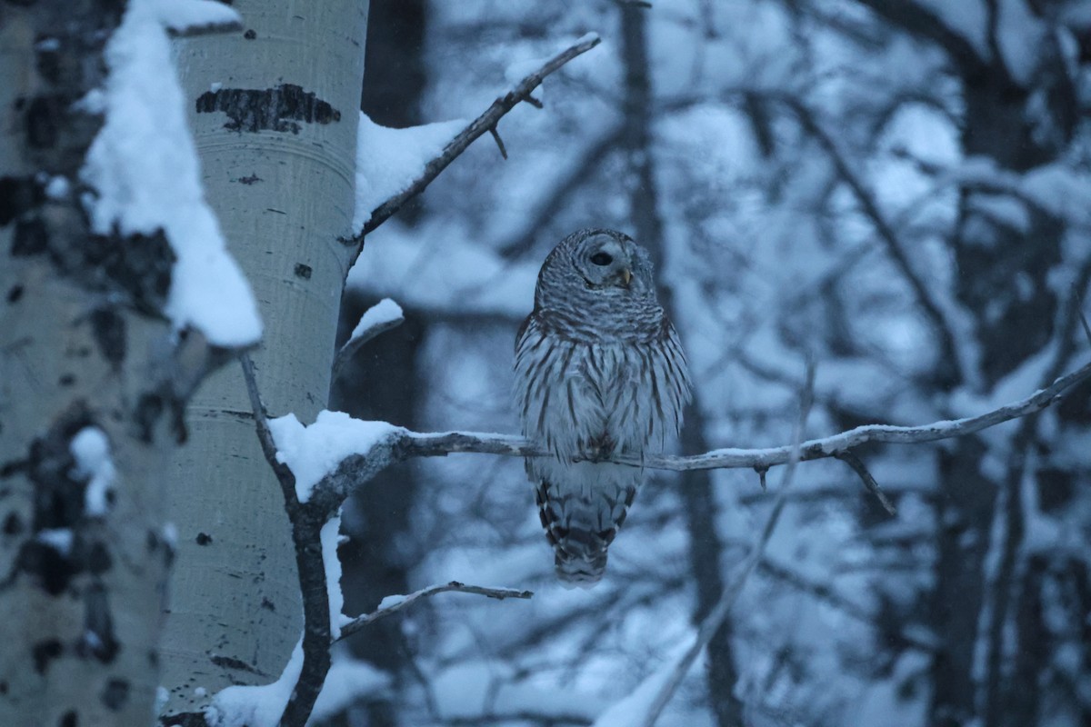 Barred Owl - ML638747519