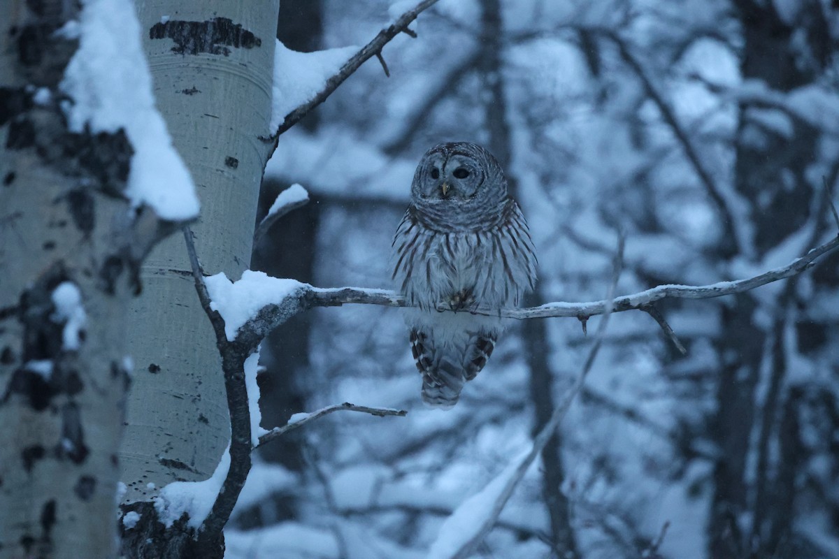 Barred Owl - ML638747520