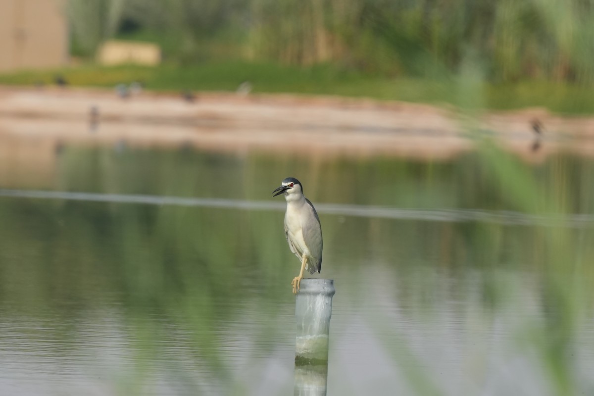 Black-crowned Night Heron - ML638747522