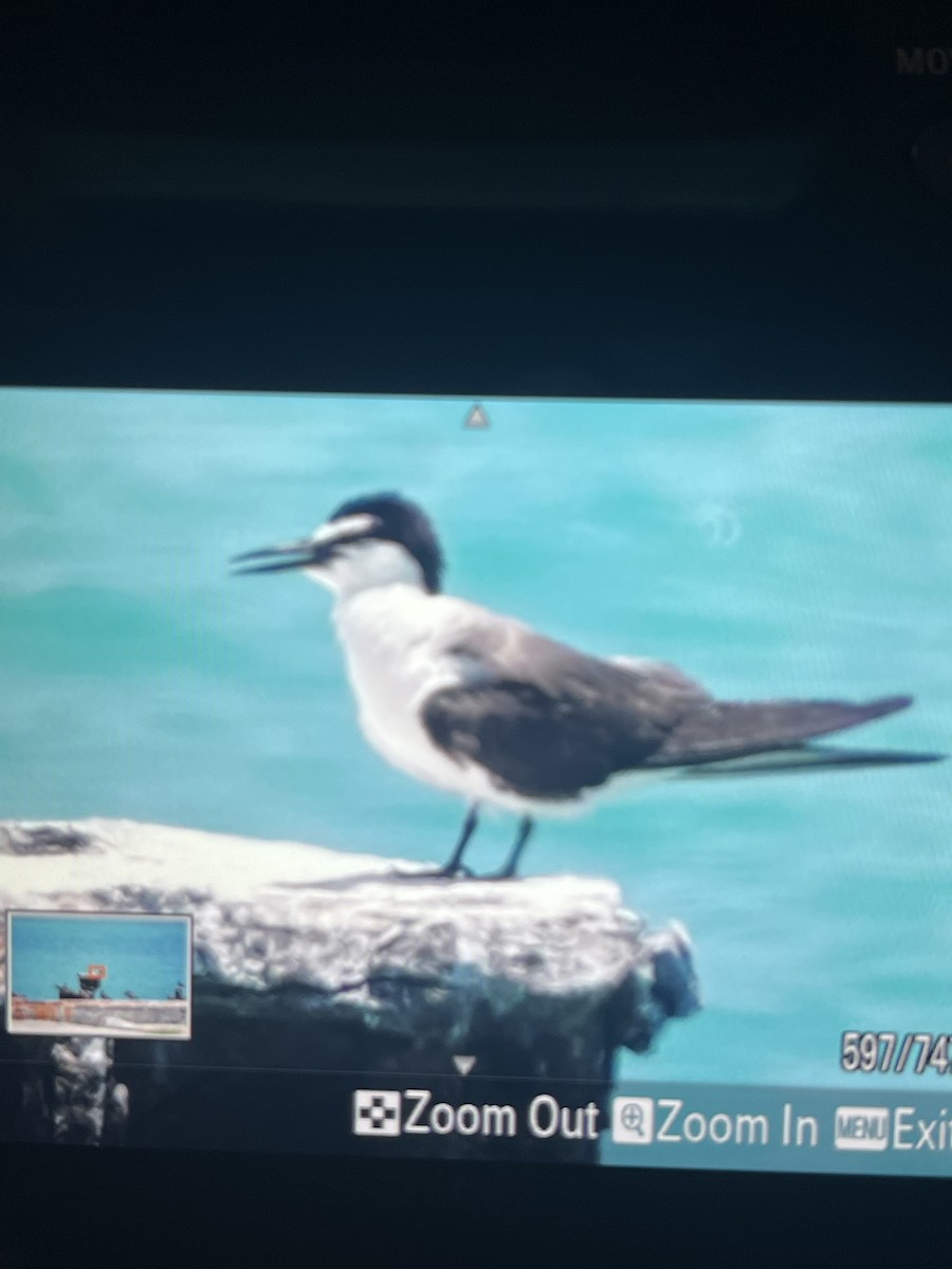 Bridled Tern - ML638747534