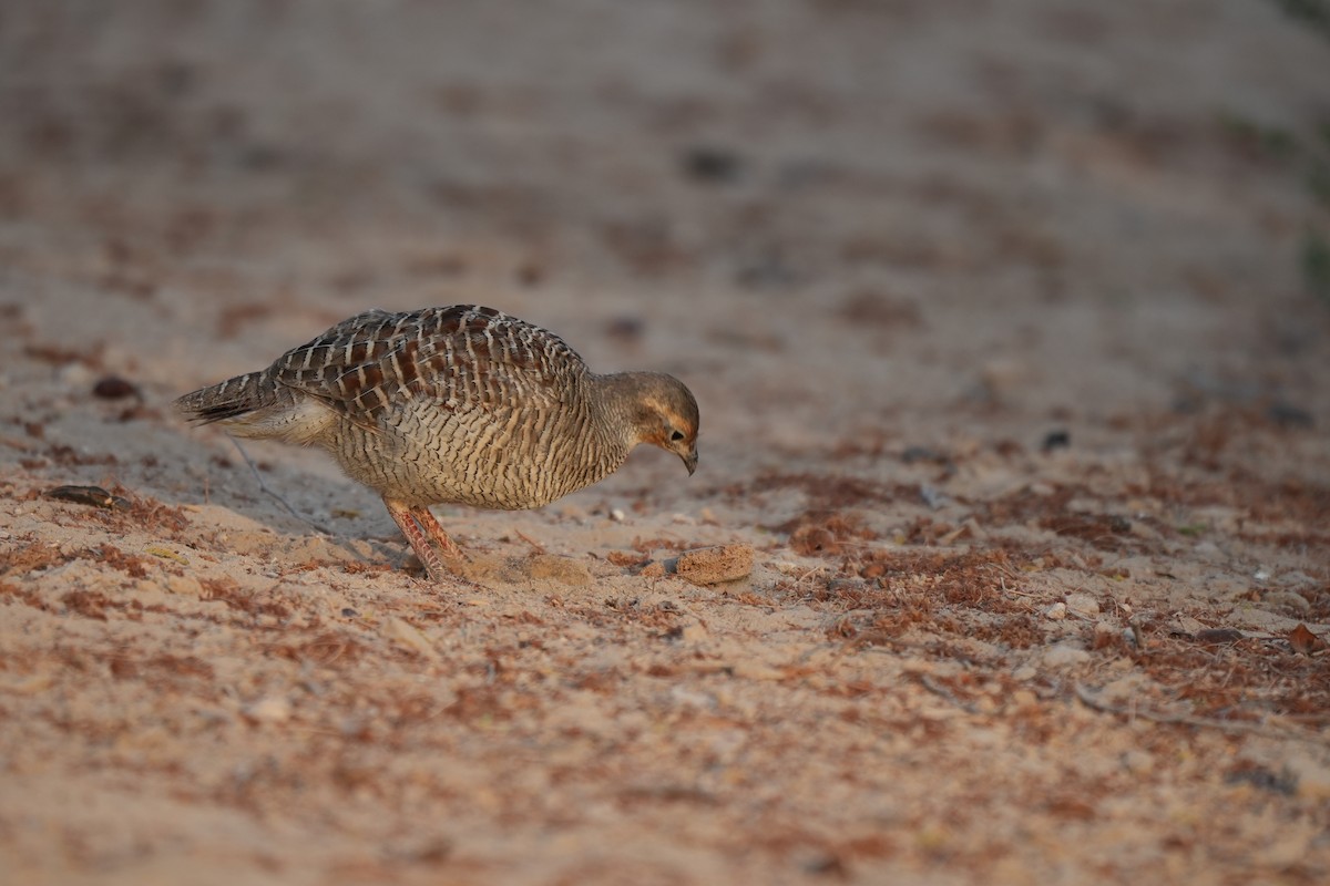 Gray Francolin - ML638747548