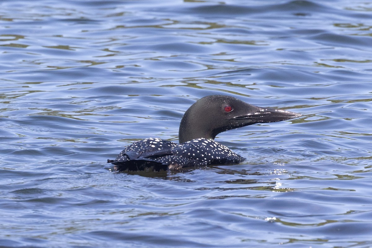 Common Loon - ML638747550