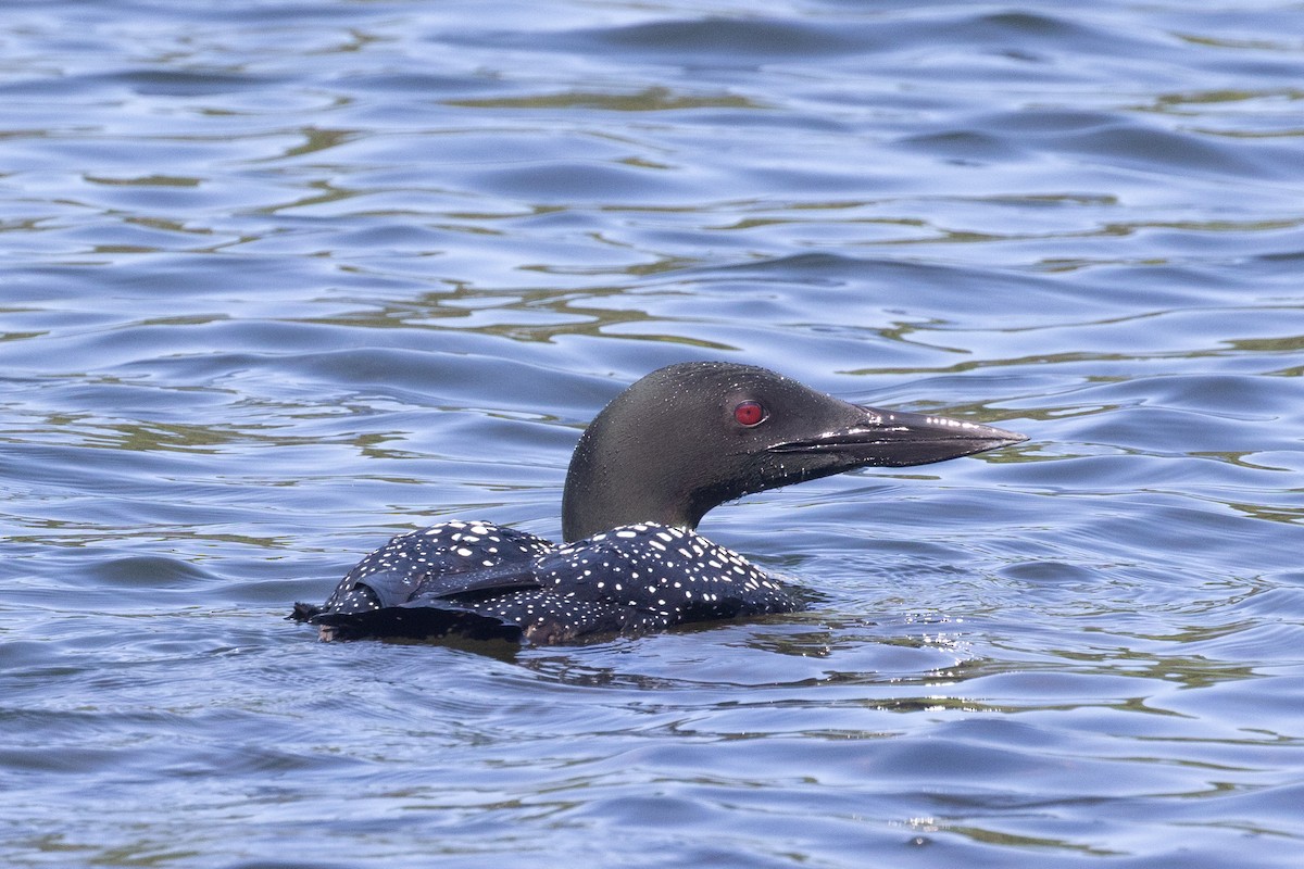 Common Loon - ML638747551