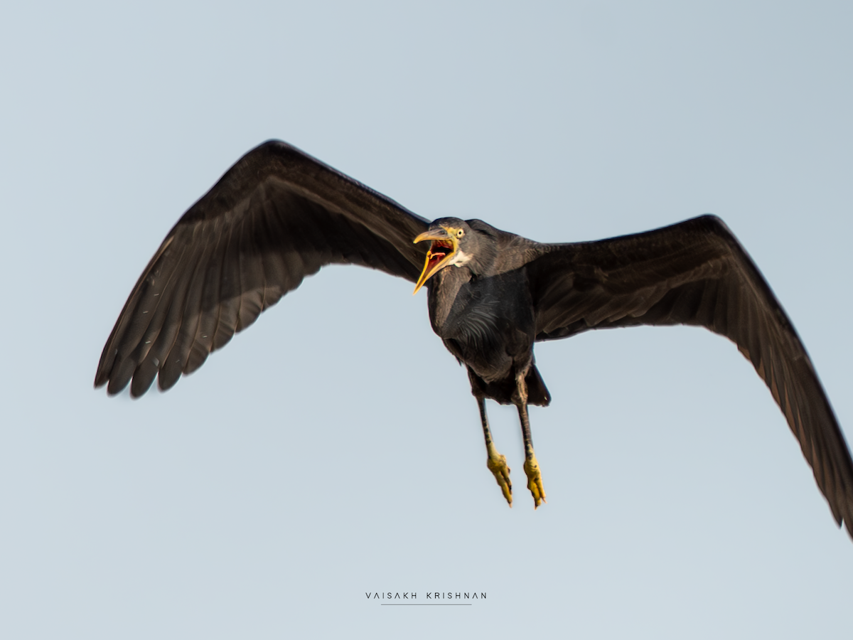 Western Reef-Heron - ML638747584