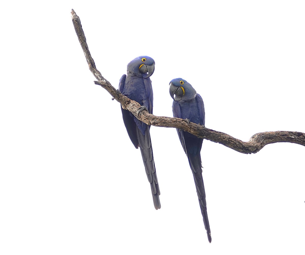Hyacinth Macaw - ML638747588