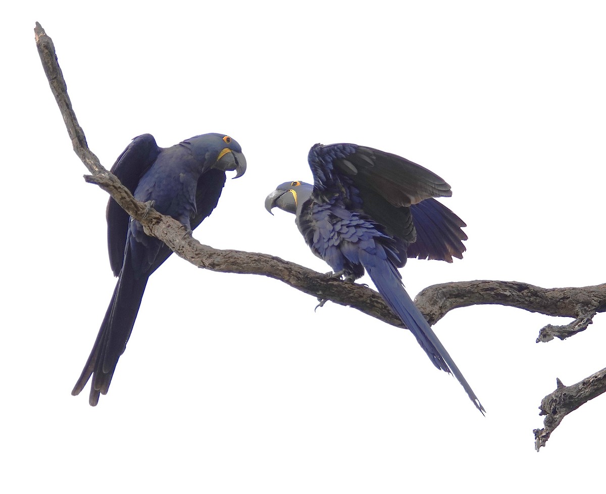Hyacinth Macaw - ML638747619