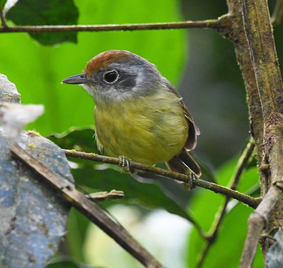 Plain Antvireo - ML638747620