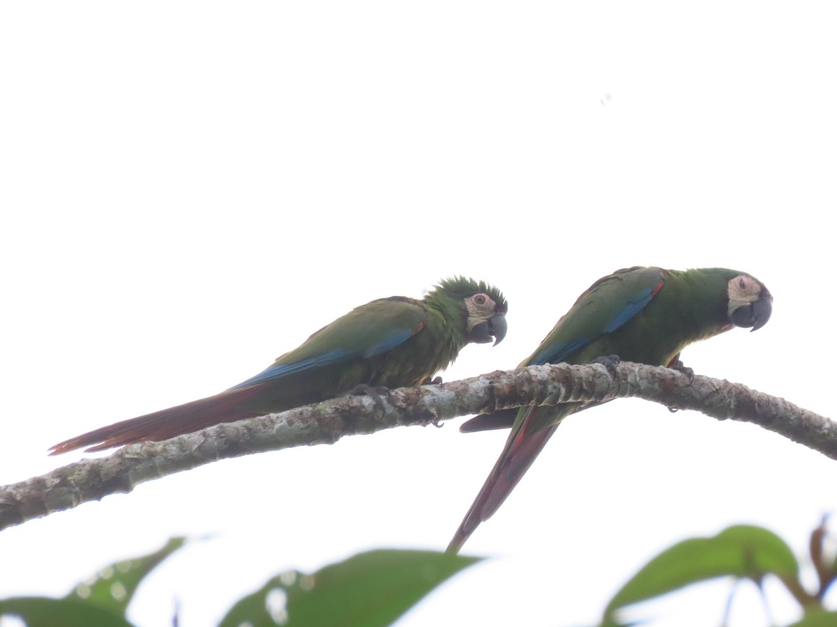 Chestnut-fronted Macaw - ML638747626