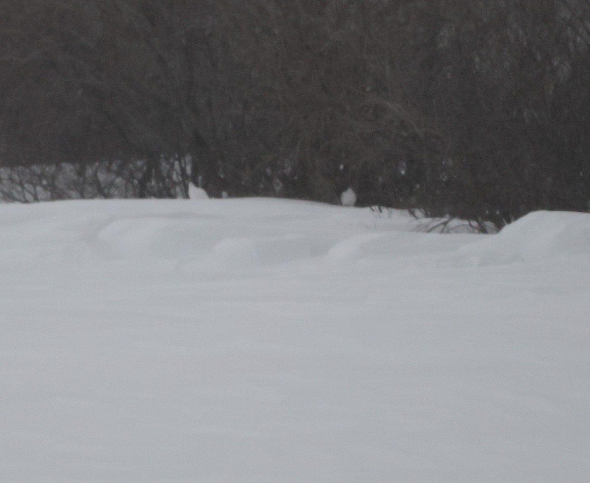 Willow Ptarmigan - ML638747678