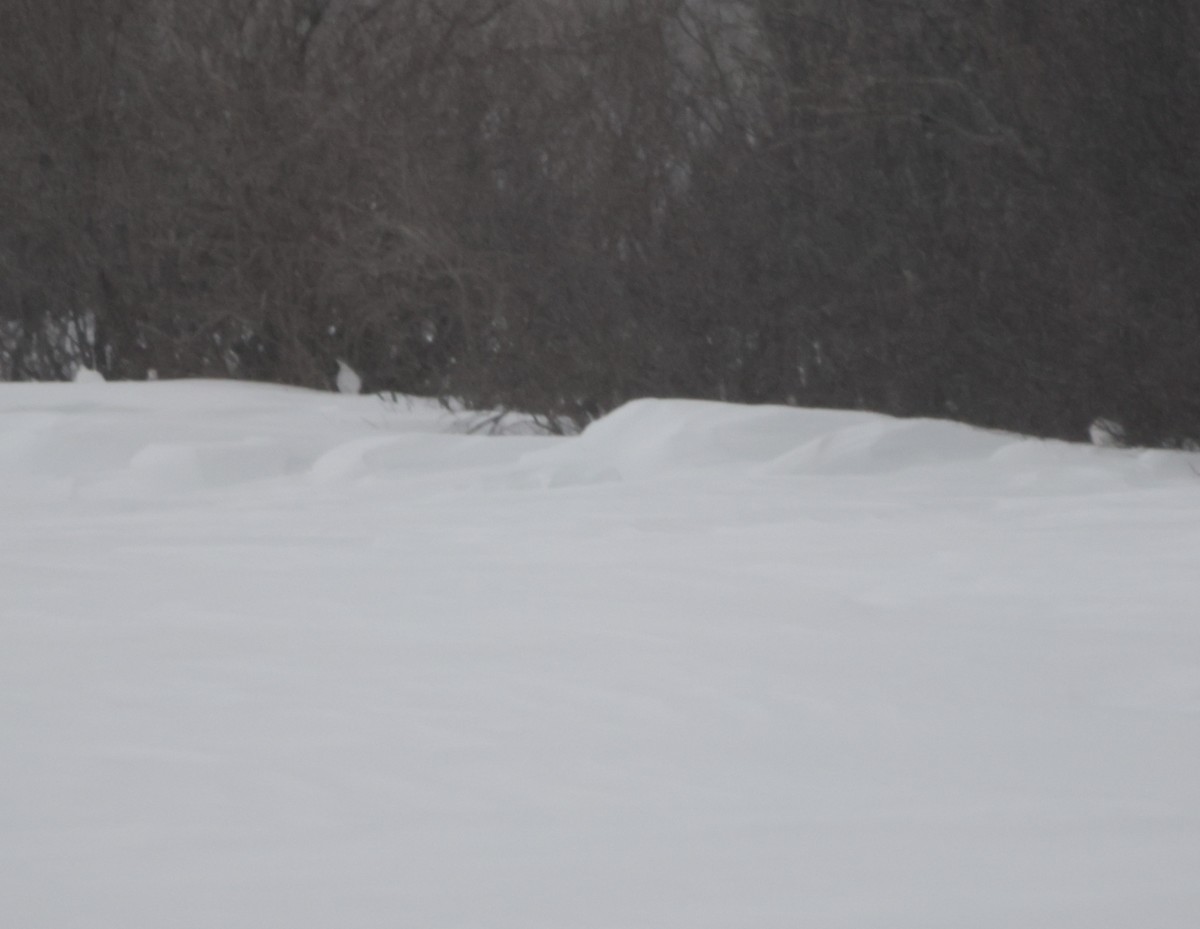 Willow Ptarmigan - ML638747679