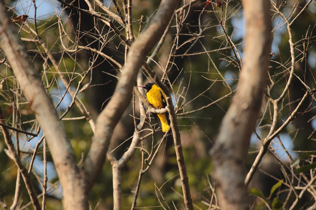 Black-hooded Oriole - ML638747734