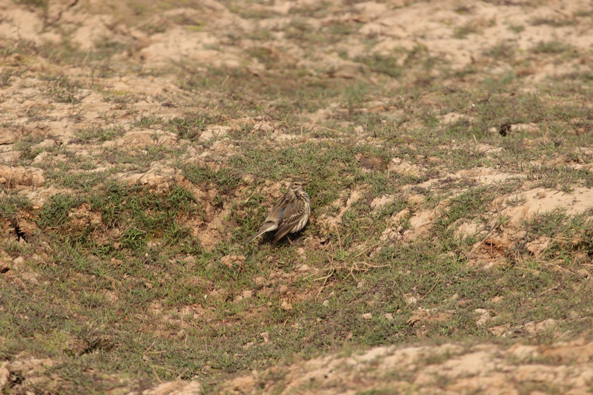 Oriental Skylark - ML638747742