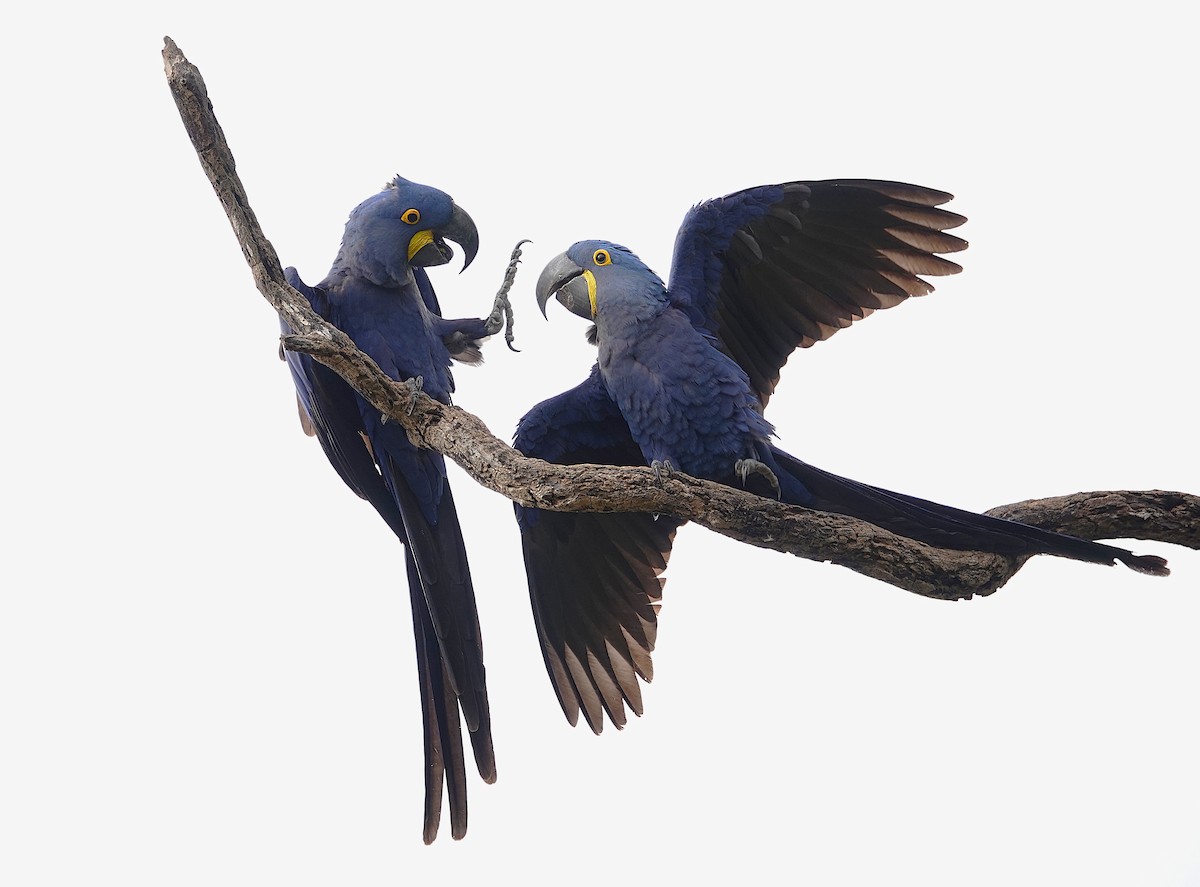 Hyacinth Macaw - ML638747747