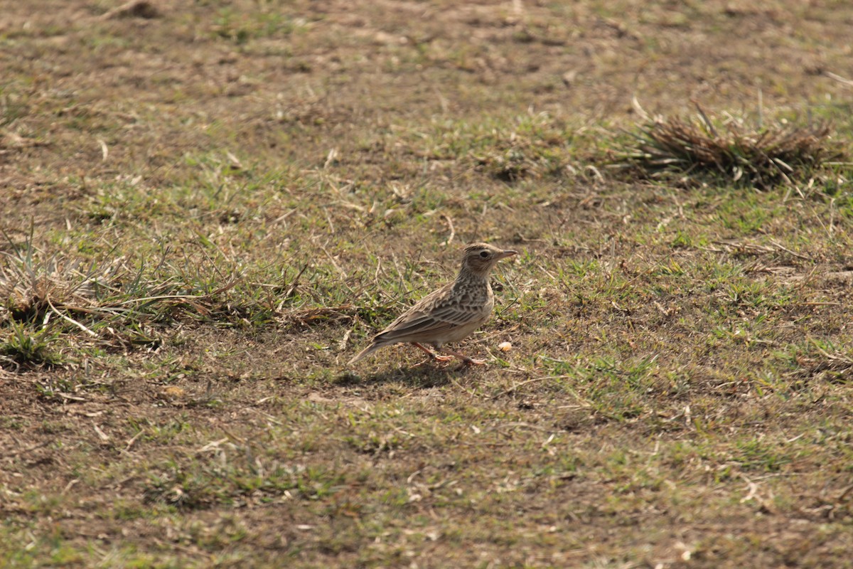 Oriental Skylark - ML638747748