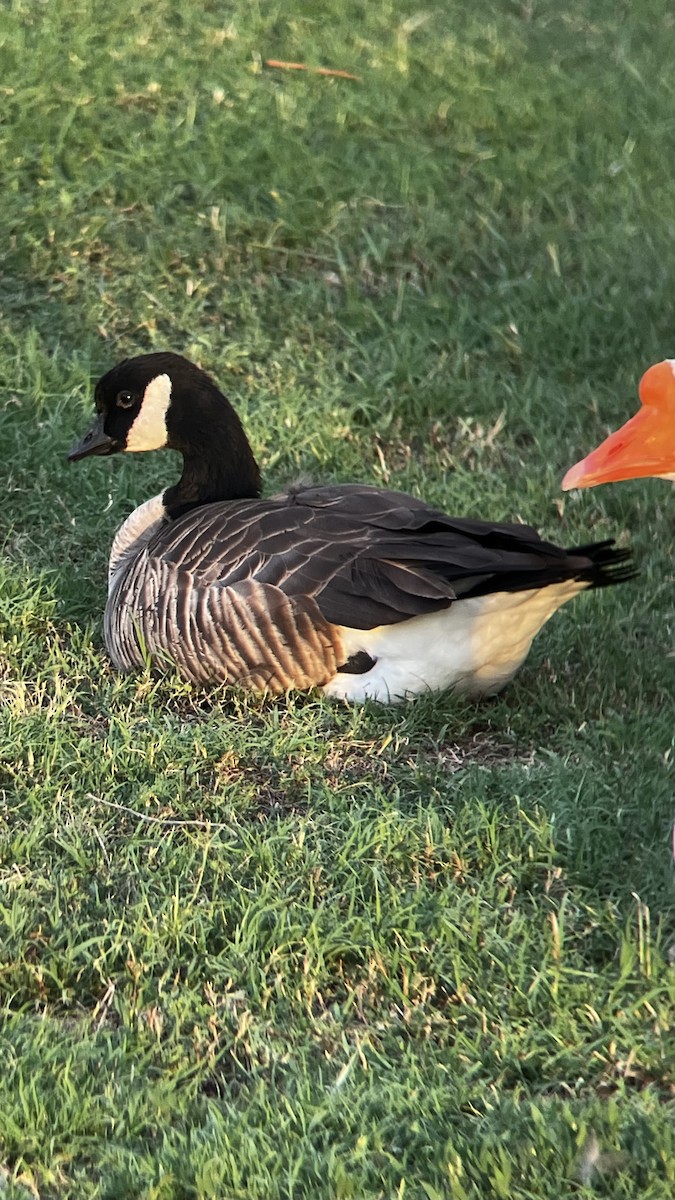 Cackling Goose - ML638747751