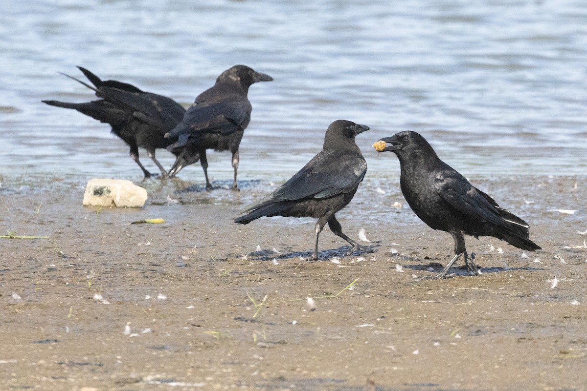 American Crow - ML638747763