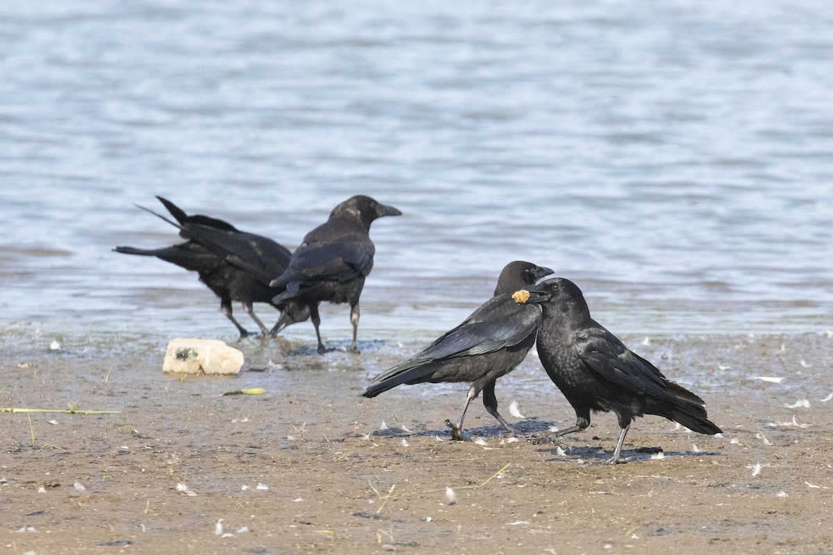 American Crow - ML638747764