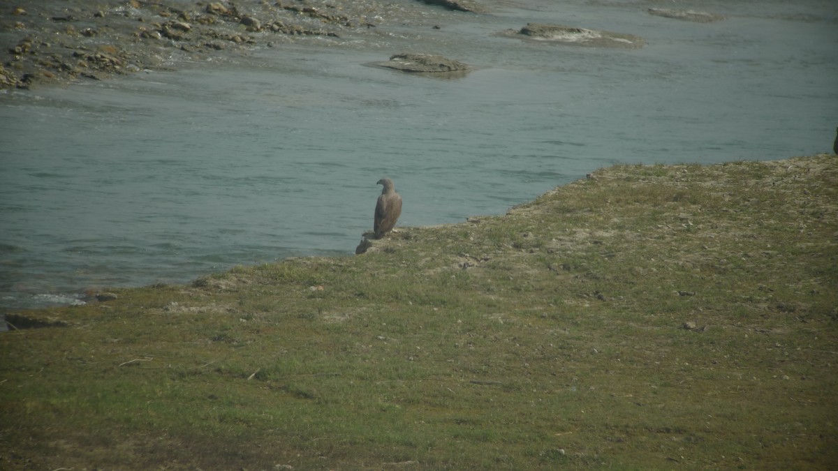 Малый рыболов - ML638747766