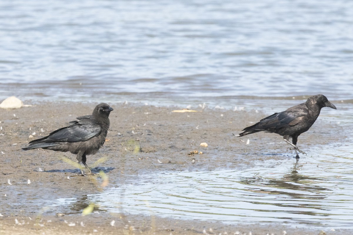 American Crow - ML638747767
