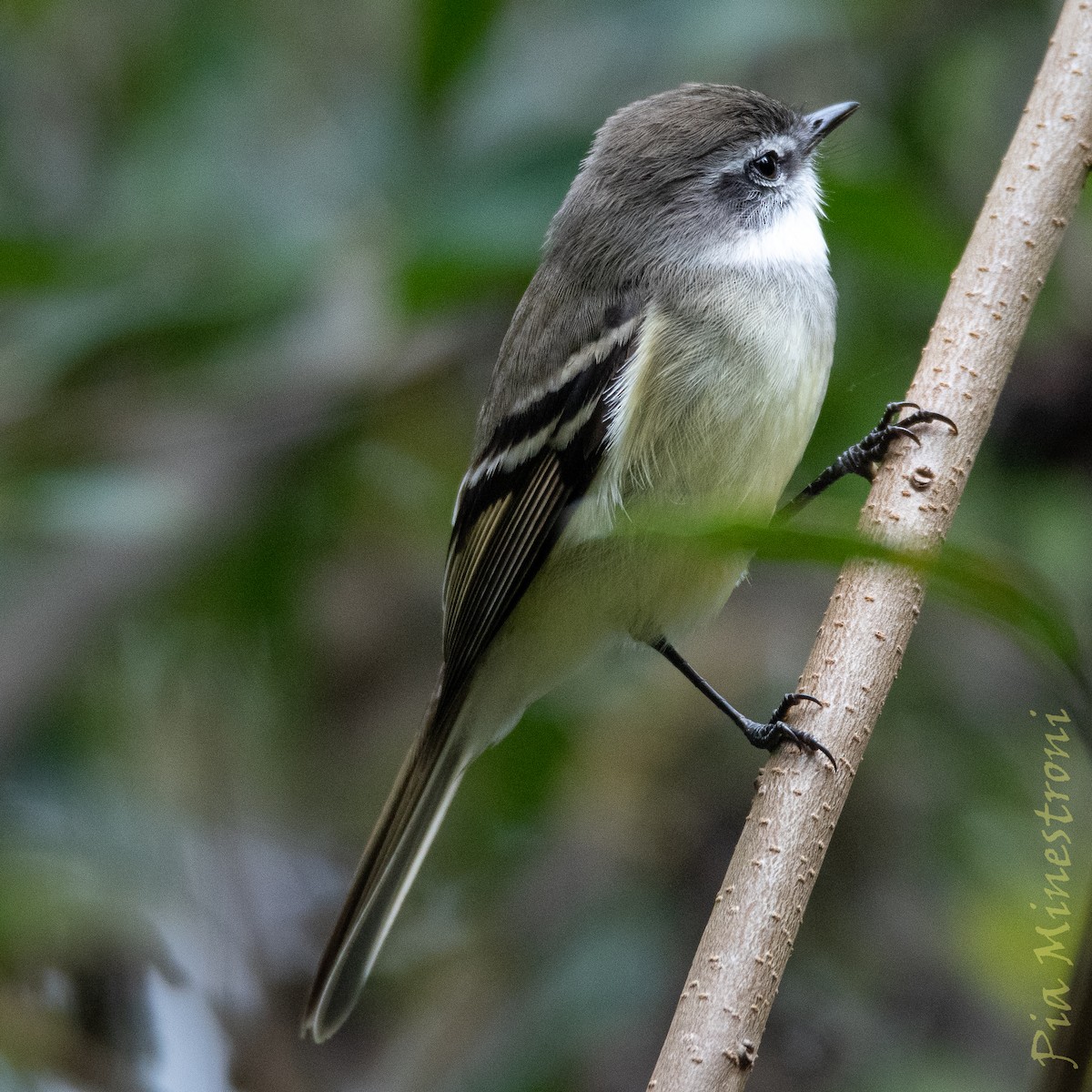White-throated Tyrannulet - ML638747780