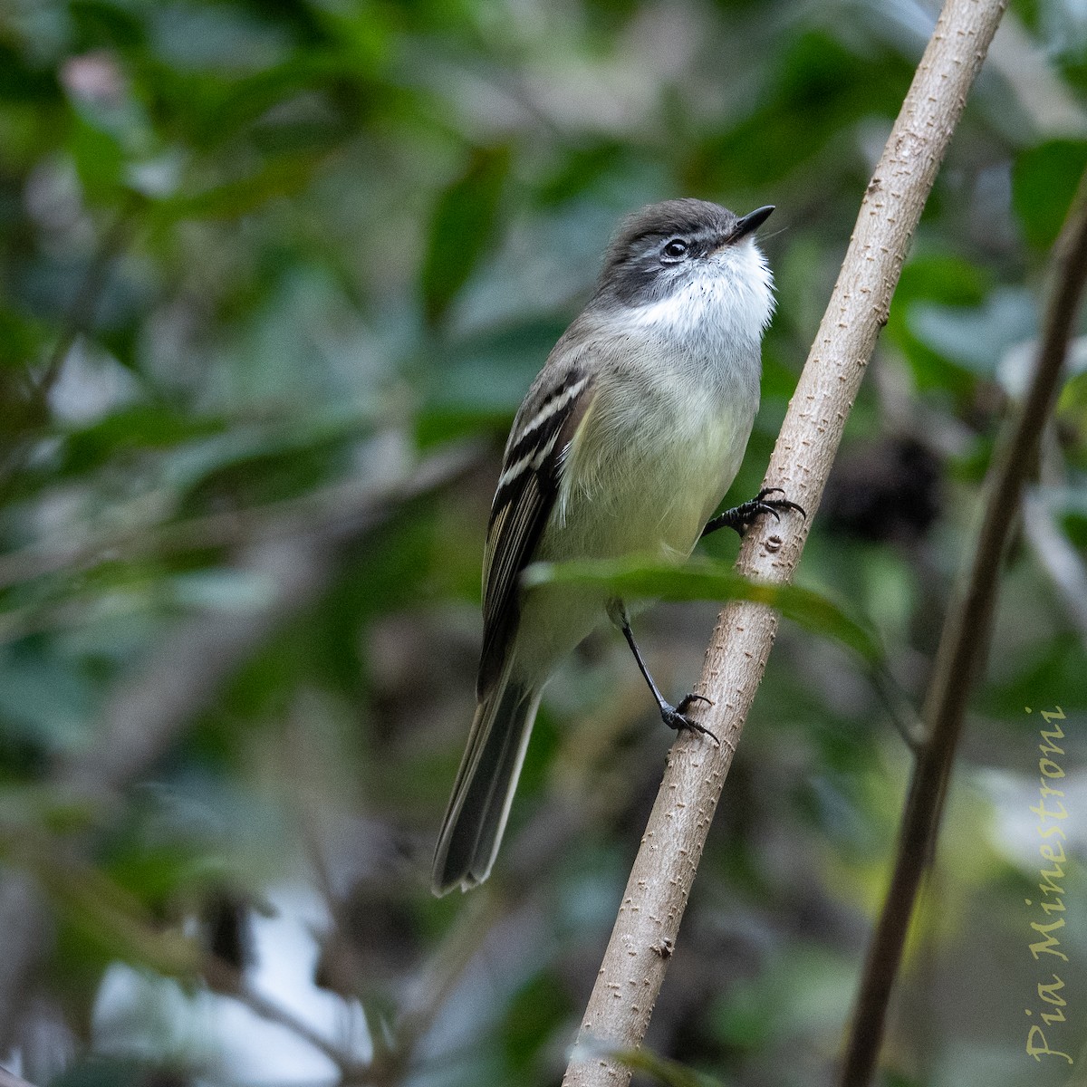 White-throated Tyrannulet - ML638747781