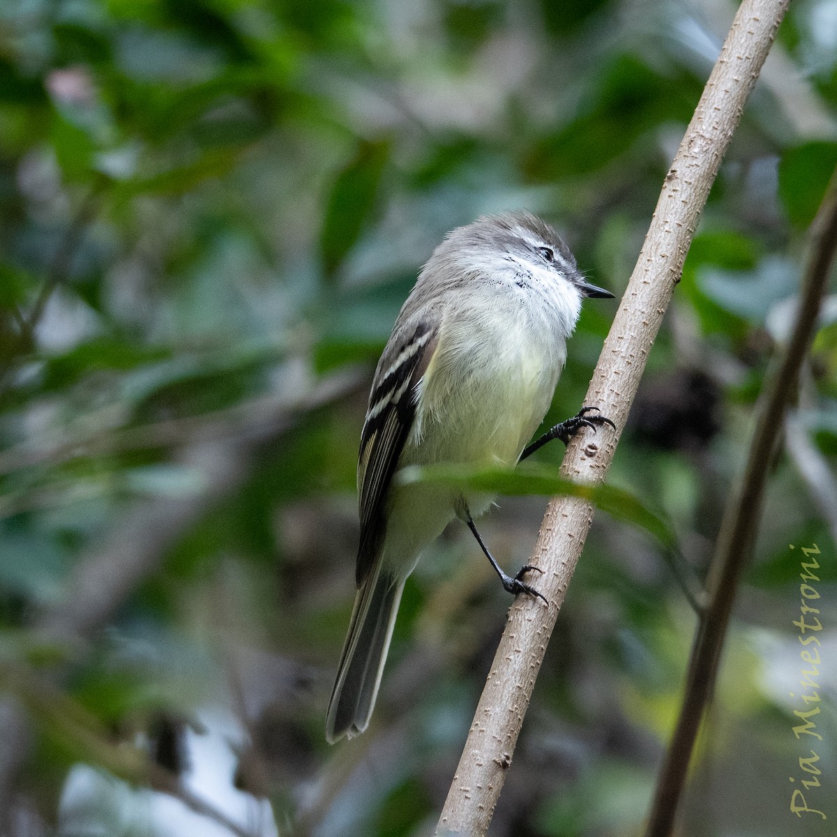 White-throated Tyrannulet - ML638747782