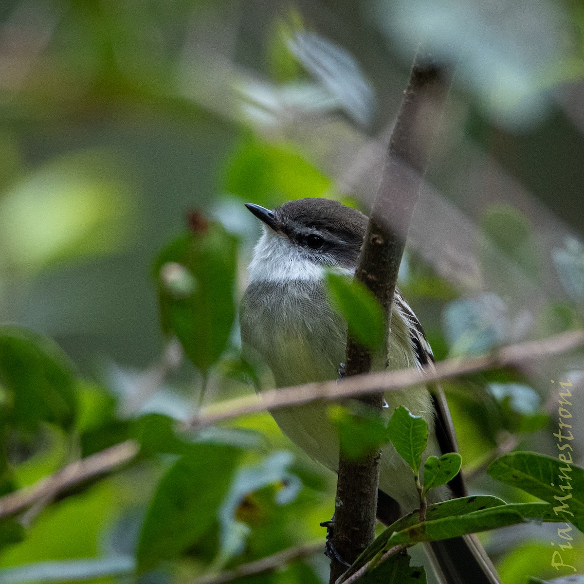 White-throated Tyrannulet - ML638747783