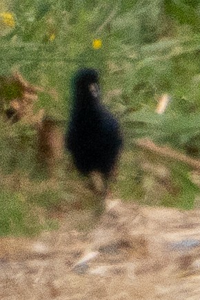 Virginia Rail - ML638747808
