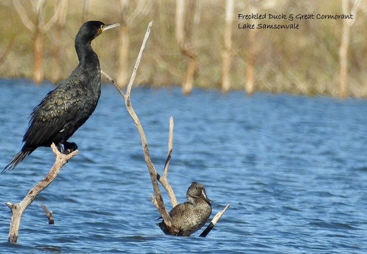 Great Cormorant - ML63874781