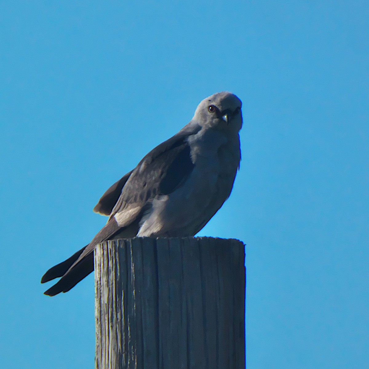 Mississippi Kite - ML638747841