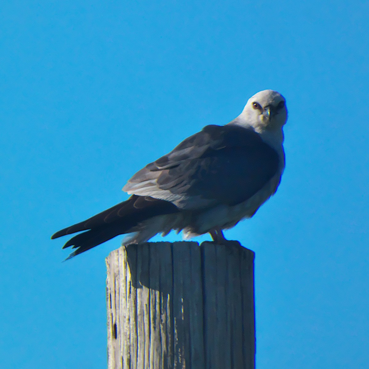 Mississippi Kite - ML638747842