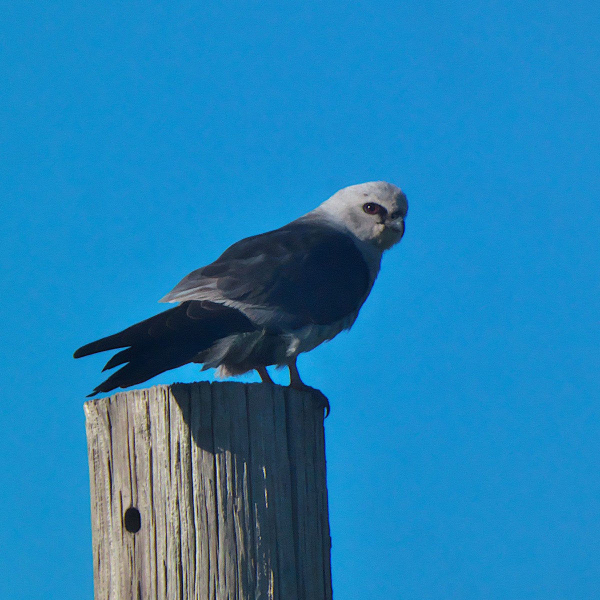Mississippi Kite - ML638747844