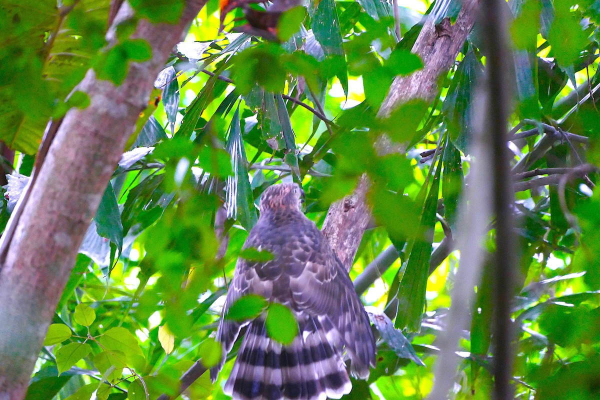 Crested Goshawk - ML638747847