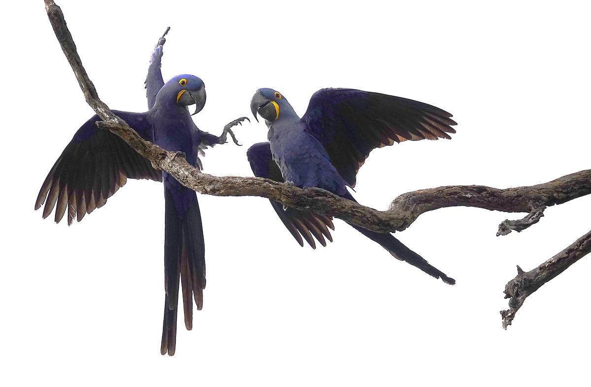 Hyacinth Macaw - ML638747853