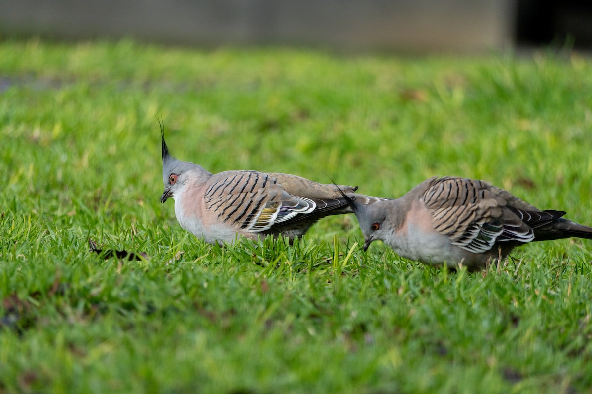 Crested Pigeon - ML638747855