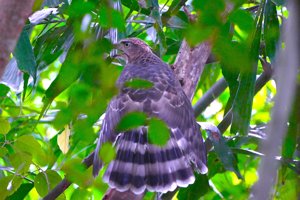 Crested Goshawk - ML638747867