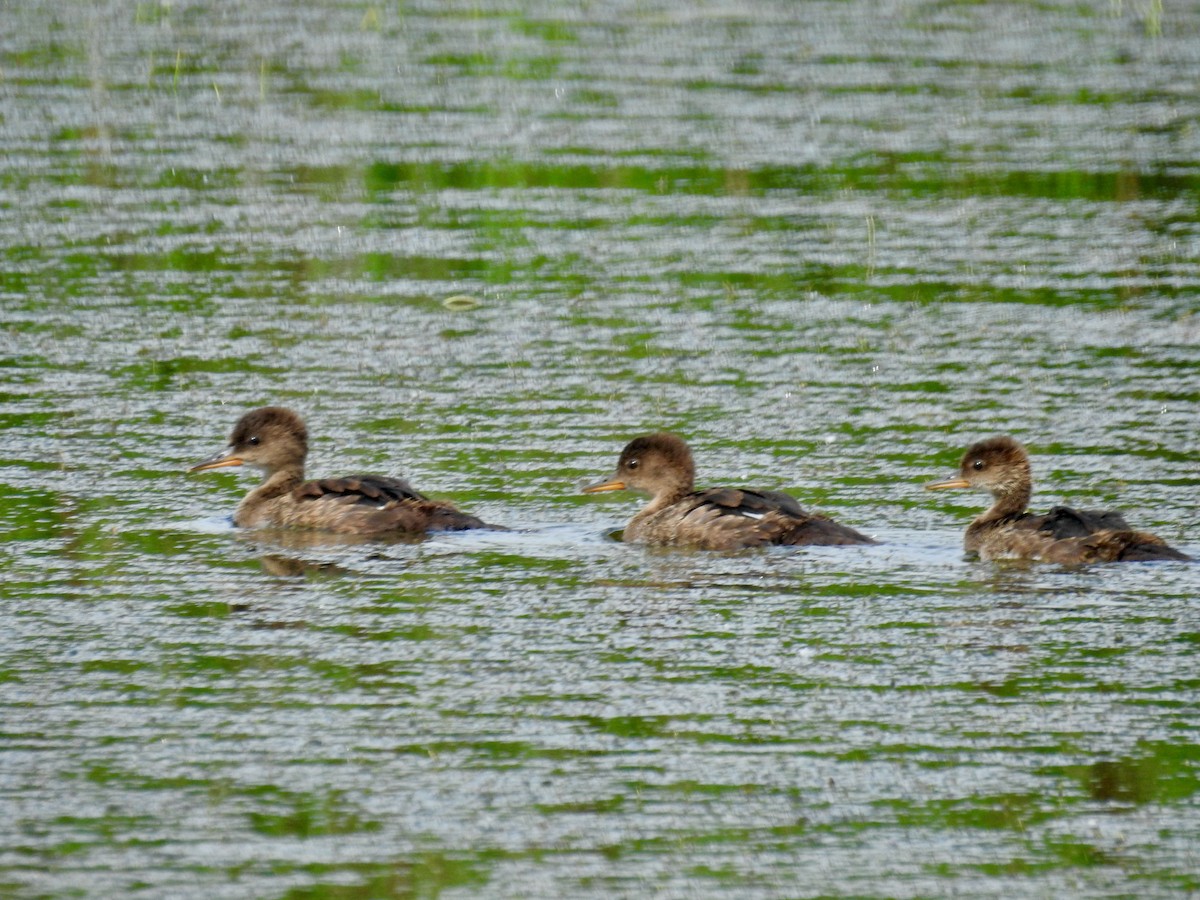 Hooded Merganser - ML638747868