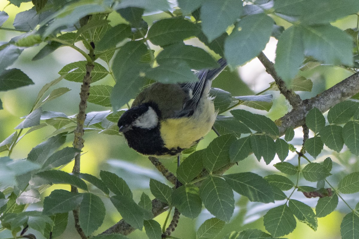 Great Tit - ML638747893