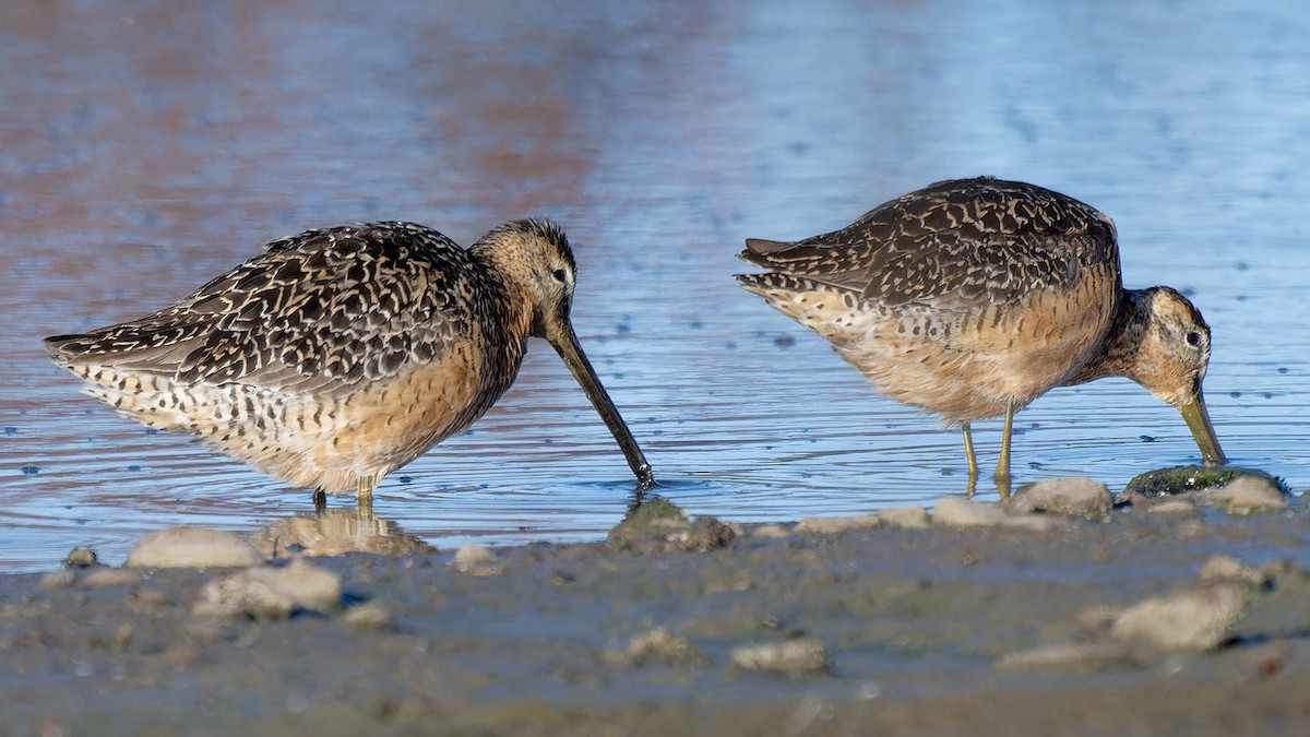 Long-billed Dowitcher - ML638747904