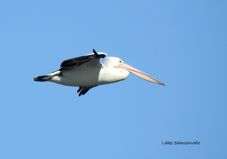 Australian Pelican - ML63874791