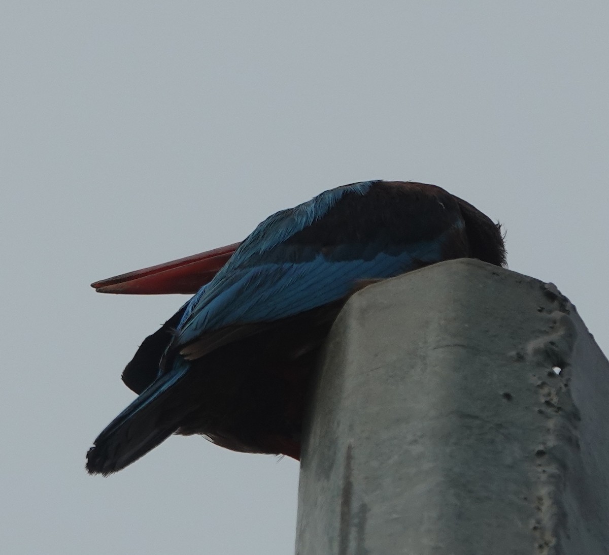 White-throated Kingfisher - ML638747910