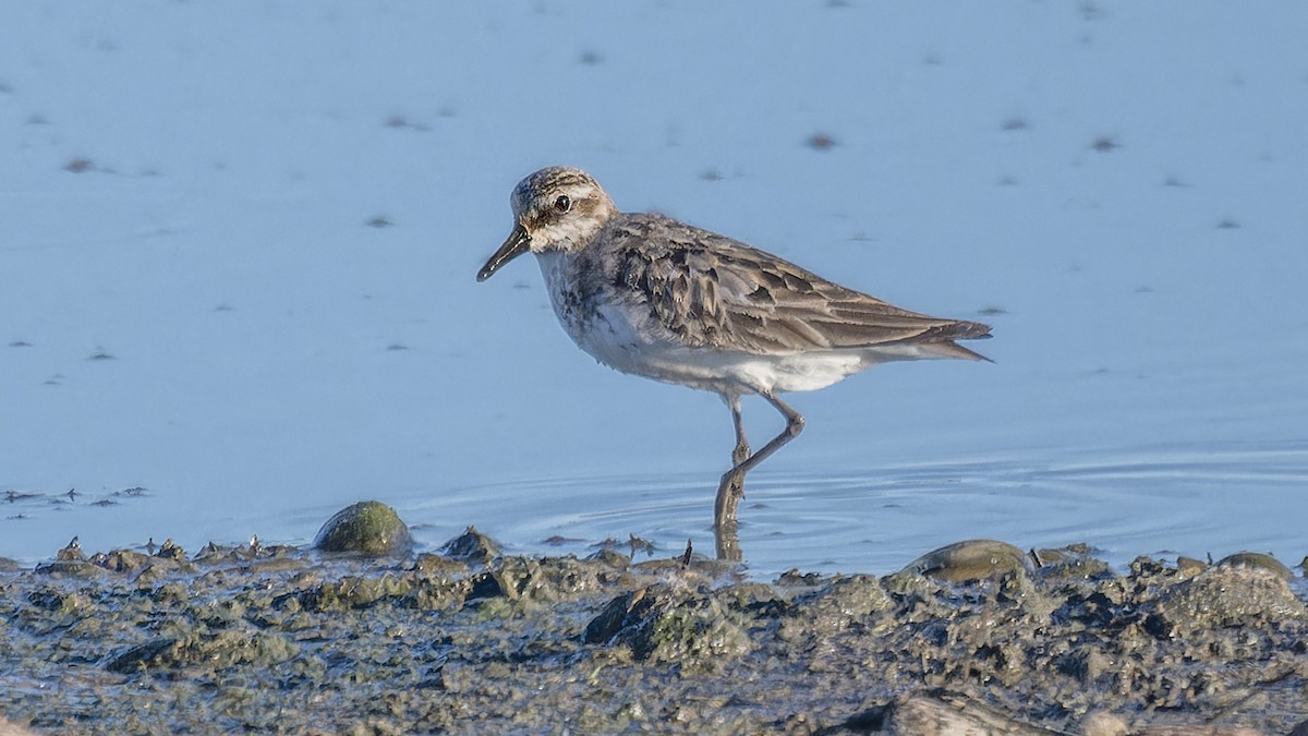 Semipalmated Sandpiper - ML638747911