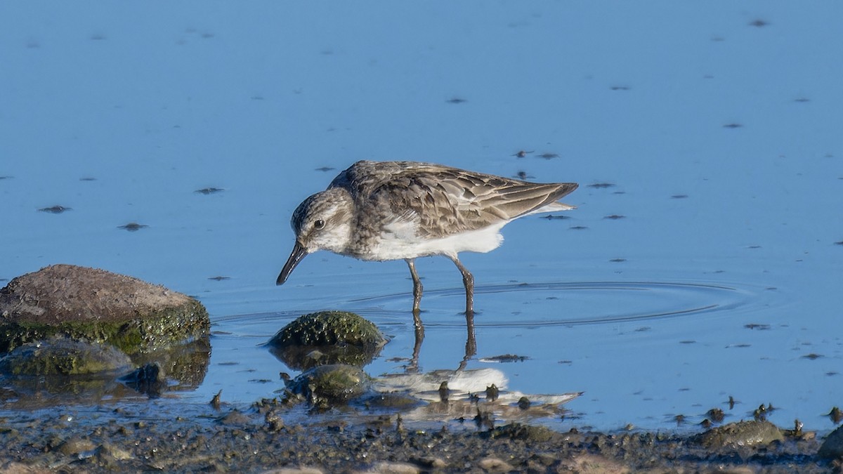 Semipalmated Sandpiper - ML638747912