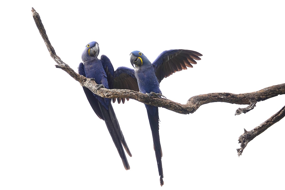 Hyacinth Macaw - ML638747922