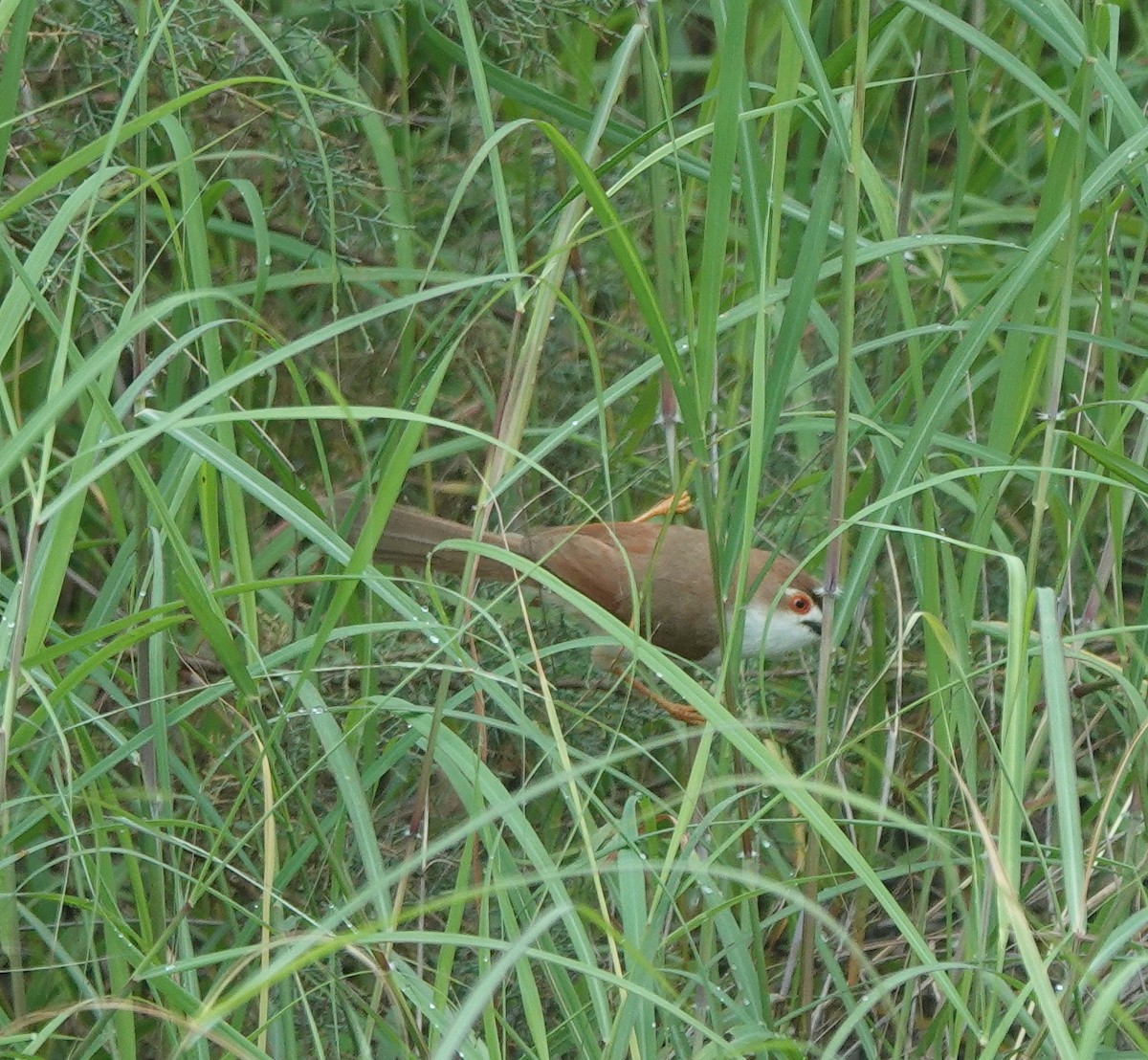 Yellow-eyed Babbler - ML638747940