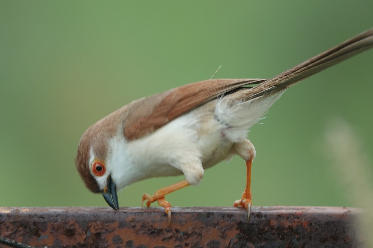 Yellow-eyed Babbler - ML638747941