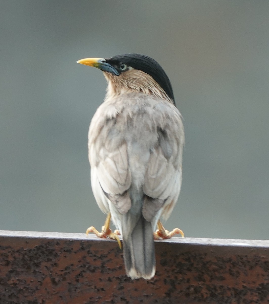 Brahminy Starling - ML638747952