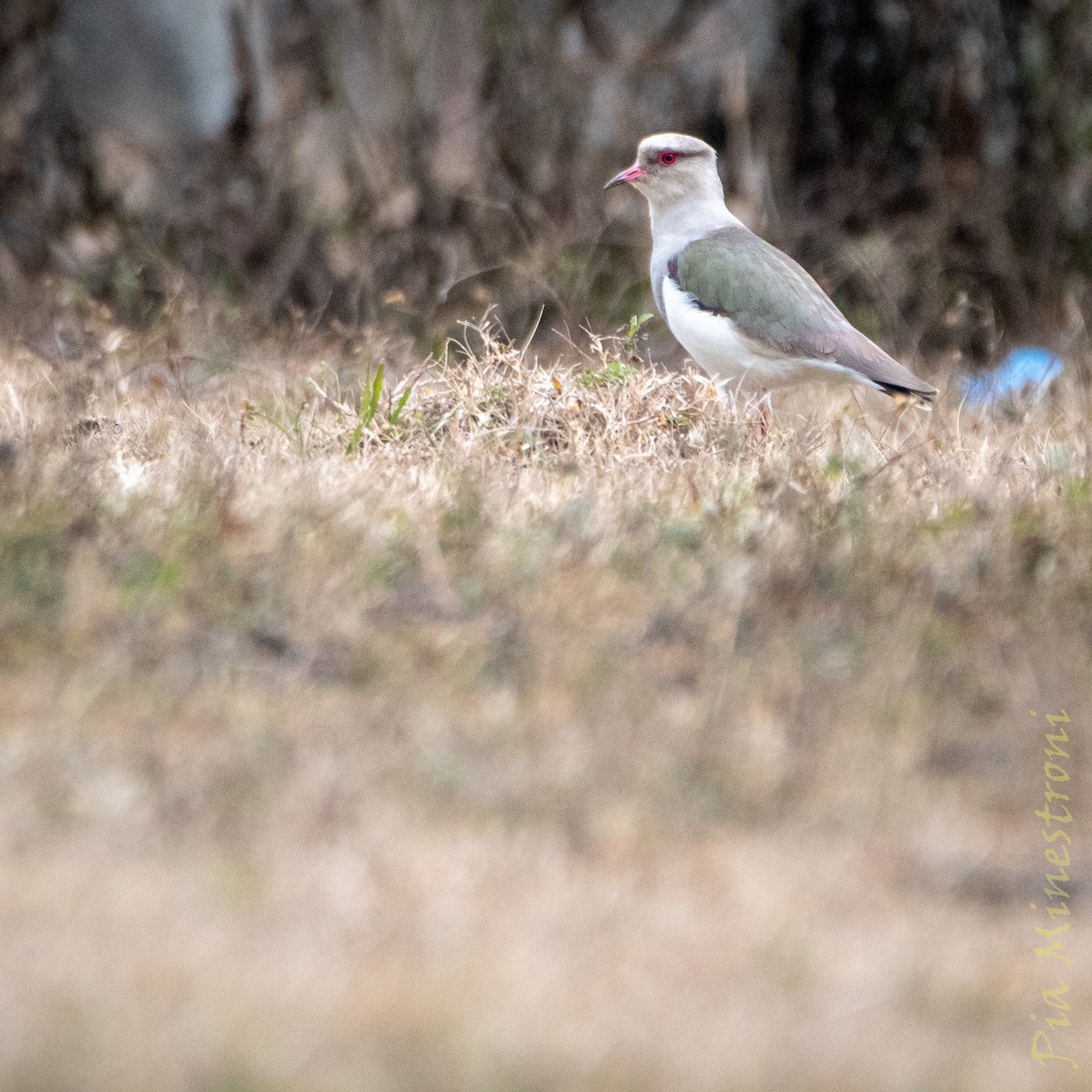 Andean Lapwing - ML638748011