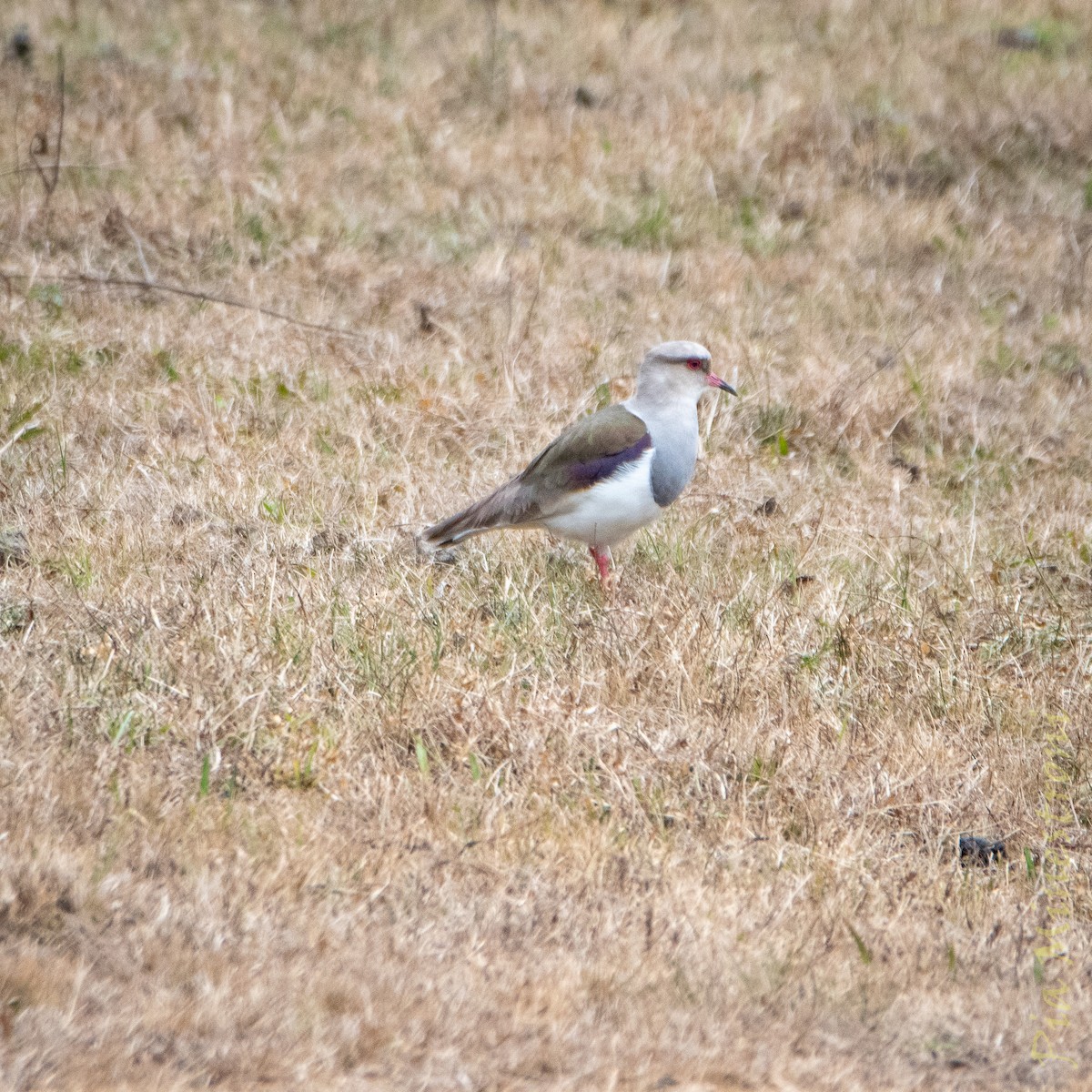 Andean Lapwing - ML638748012